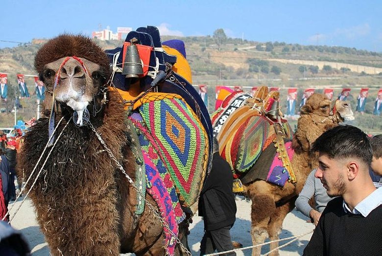 Deve güreşi sezonu geldi! Arenaya değil sanki podyuma çıkıyorlar