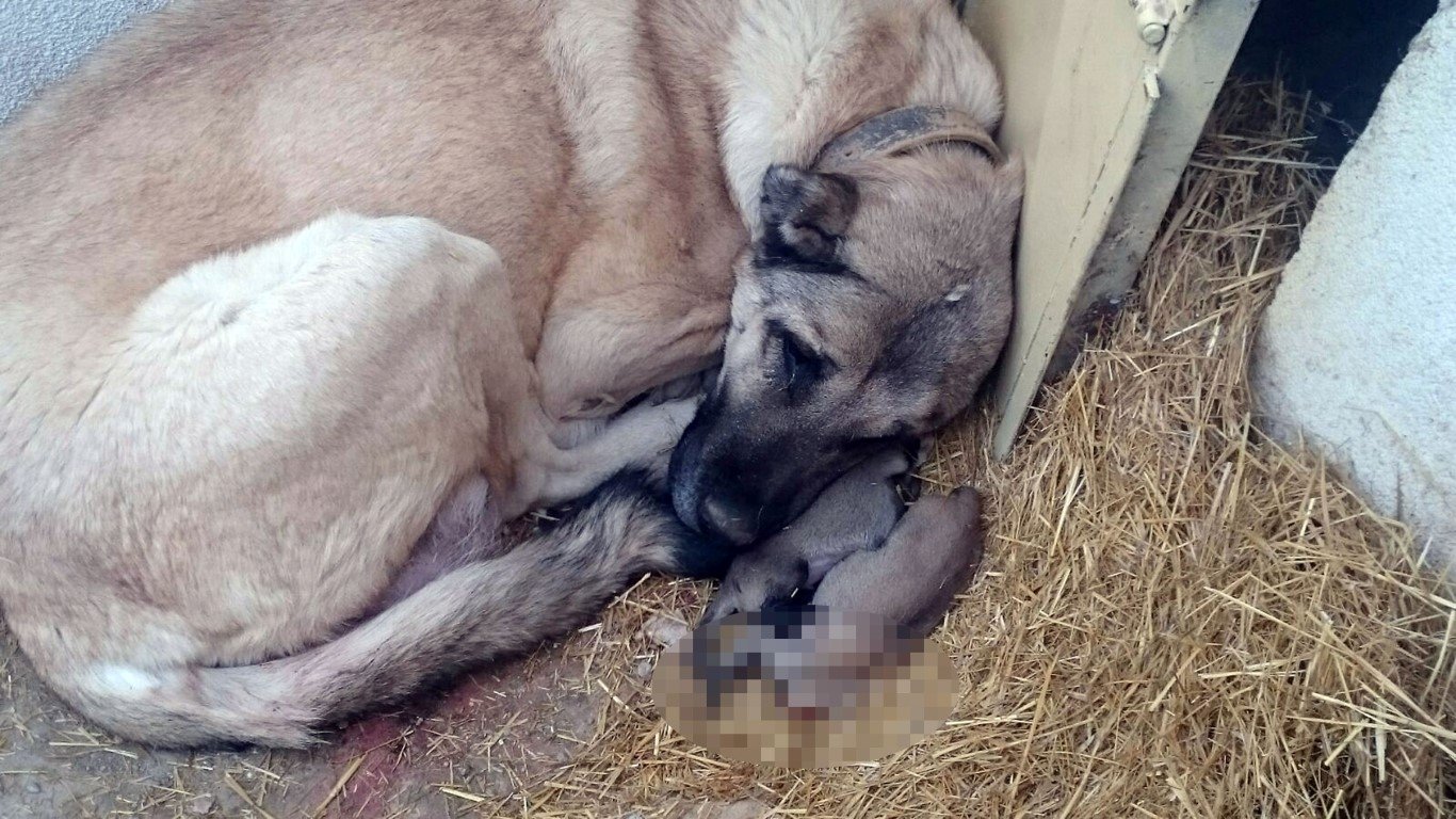 Kangal köpekleri neden yavrularını yiyor? Büyük sır çözüldü Yaşam