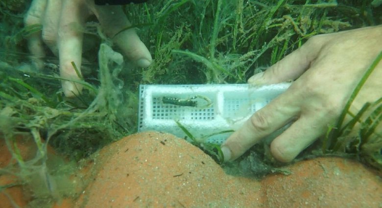 150 yavru Çanakkale’ye bırakıldı! Türkiye’de bir ilk oldu