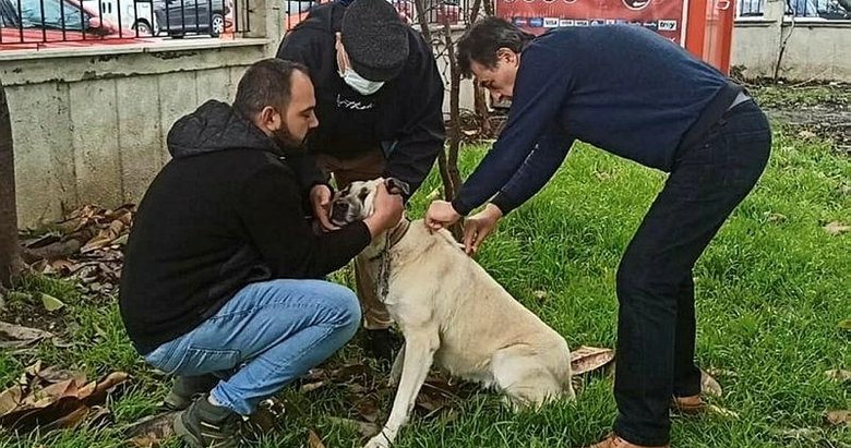 Muğla’da yasaklı ırklardaki 1075 köpek kayıt altına alındı