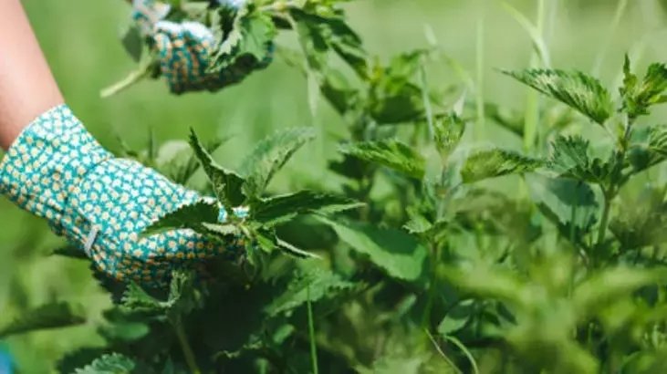 İbn-i Sina’nın tavsiye ettiği ısırgan otunun mucizevi faydaları! Her öğüne yakışan ısırgan otu tarifi