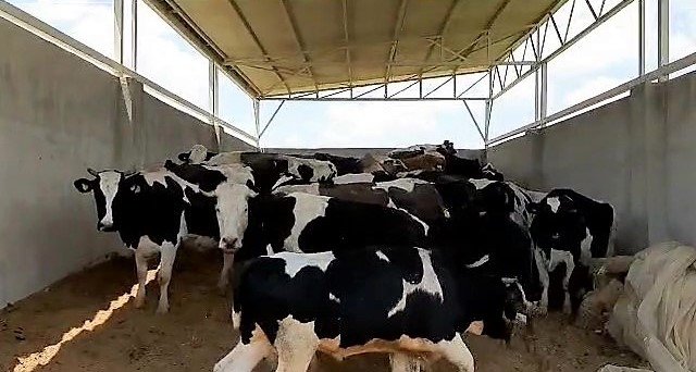 Bayram öncesi vurgun! Çiftlikte çalışan bakıcı 28 ineği çaldı 3,5 milyona sattı