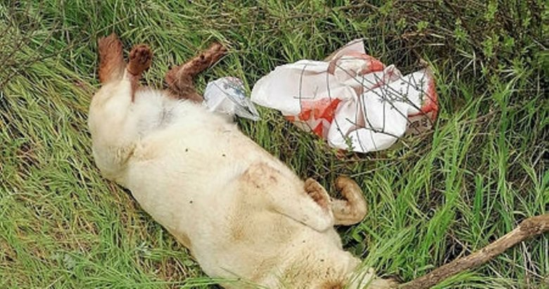 Marmaris’te bir sokak köpeği işkence edilerek öldürüldü