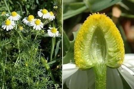 Uzmanlar uyardı: Her papatya şifalı değildir