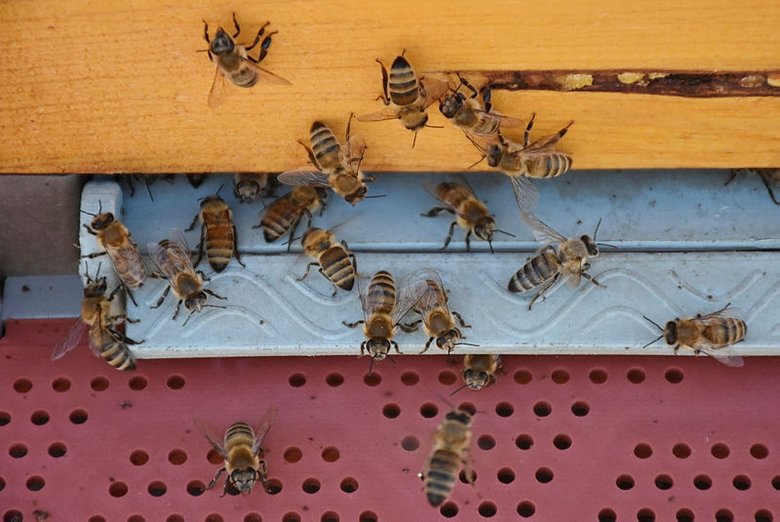 Manisa’da arı sokmasından 2 kişi hayatını kaybetti! Arı sokmasına karşı ne yapılmalı?