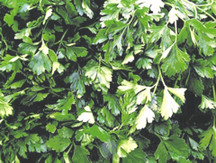 Maydanoz suyunun faydaları nelerdir?