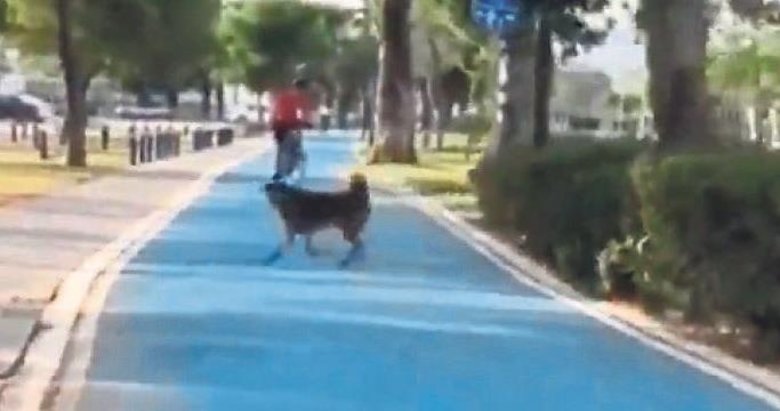 Soyer’i kovalayan köpek videosu gündem oldu