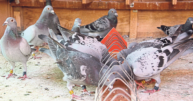 fethiye nin posta guvercinleri