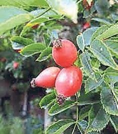 Mevsim geçişinde sebze ve meyveyi artırın