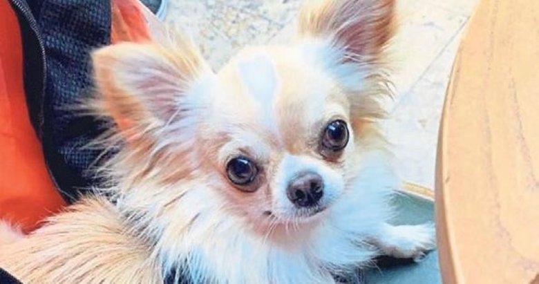 Kayıp Maylo, hırsızın evinde bulundu