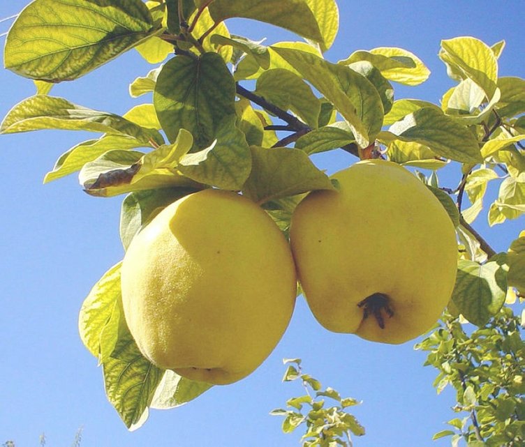 Ayvanın faydaları nelerdir? Ayva çayı neye iyi gelir?