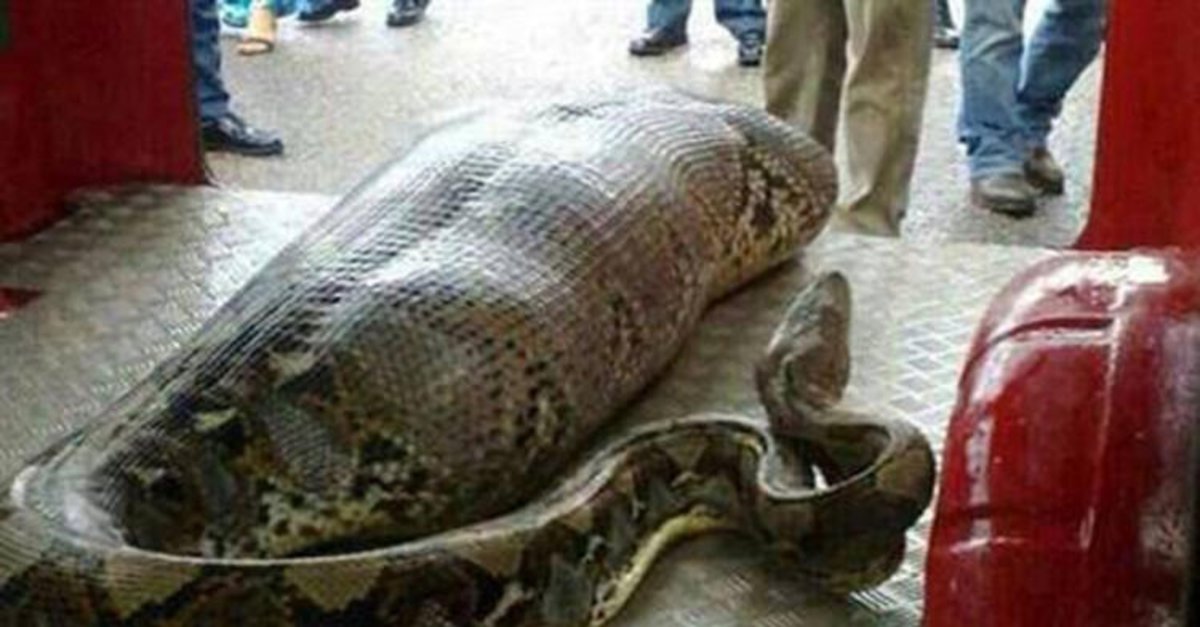 dev piton 2 metrelik timsahi