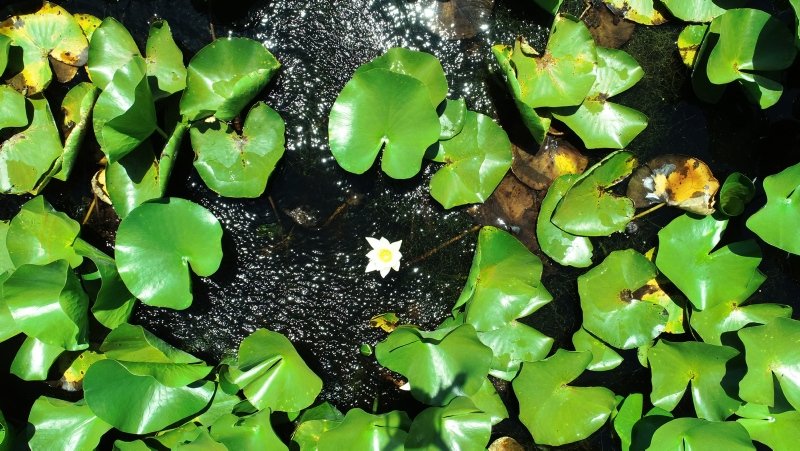 Nilüfer Gölü’nde açan beyaz renkli çiçekleri koparmanın cezası 73 bin TL