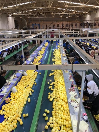 Ege Bölgesi’nde narenciye bereketi! Rekoltede Muğla lider konumda