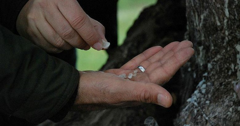 Çeşmeli sakız üreticileri, Yunanistan’la rekabet etmek için kolları sıvıyor