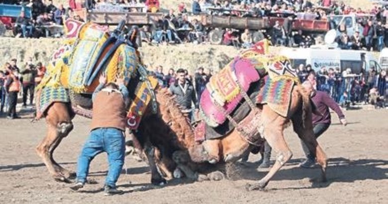 Sarayköy deve güreşlerinin geliri selzedelere dağıtılacak