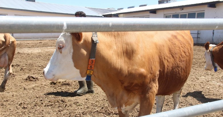 Taksitle kurban kesilir mi? Diyanet’ten açıklama
