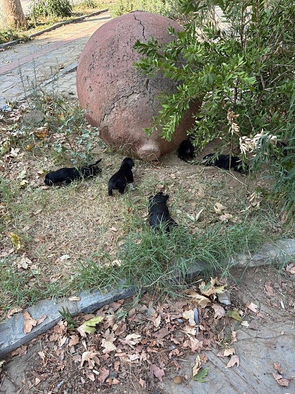 Selçuk’ta 10 köpek ile 5 kedi zehirlendi