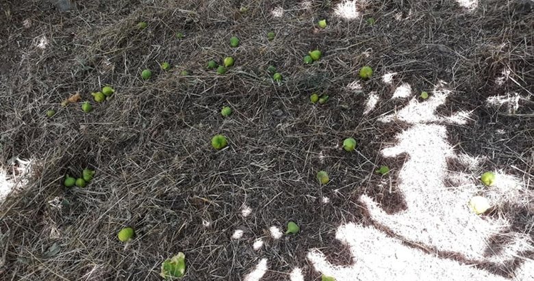 Aydın’da incir üretiminde şok! Ürünler olgunlaşmadan dökülmeye başladı