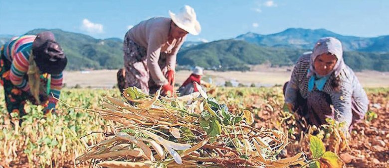 İlaçlı ürüne geçit yok! ’Türkiye’de tüketilmesine izin vermiyoruz’