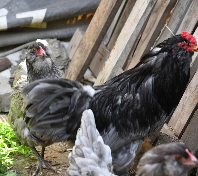 Manisa’da mavi yumurtlayan tavuklar şaşırttı