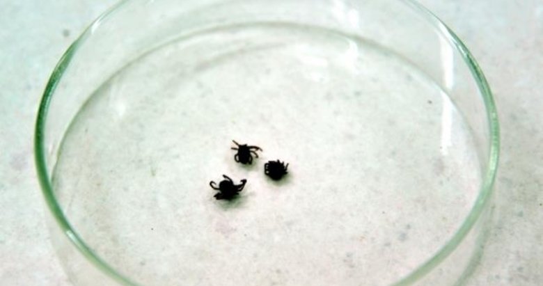 Türkiye’de 492 kişiye KKKA tanısı konuldu