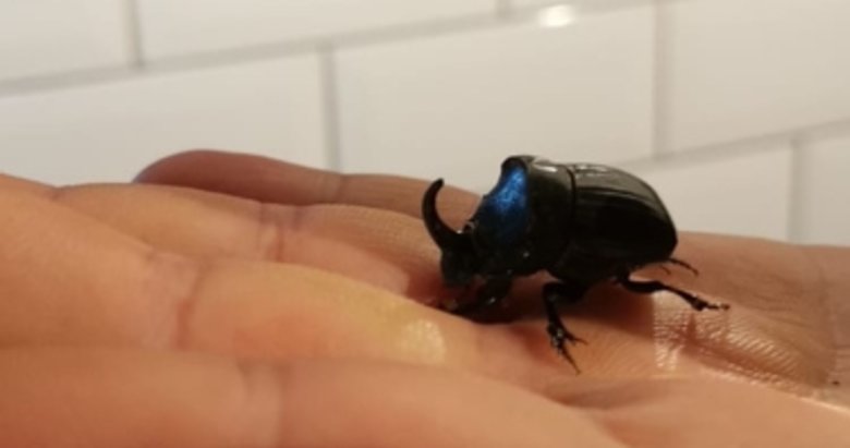 Dünyanın en güçlü böceklerinden! Gergedan böceği Bodrum’daki evden çıktı