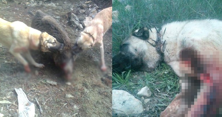 Aydın dağlarında domuzlar davar sürülerine saldırmaya başladı