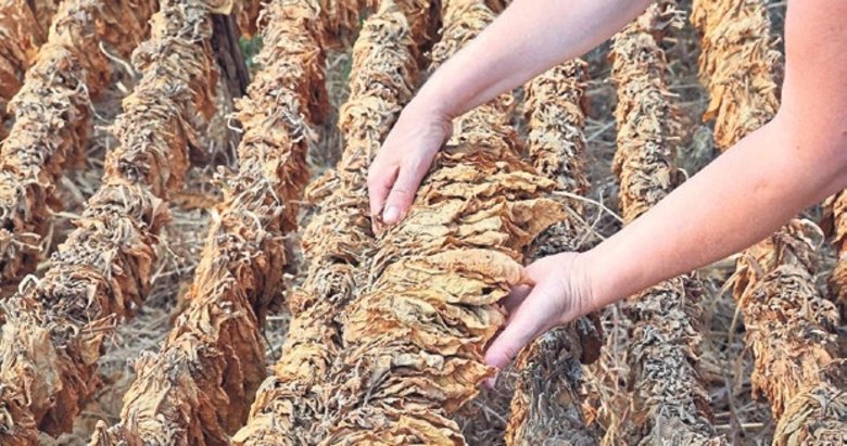 Manisa tütün üretiminde emin adımlarla ilerliyor!