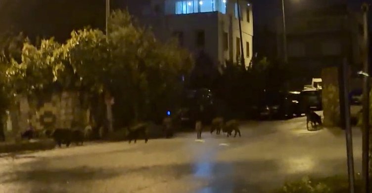 Açlıkla baş edemeyen domuzlar şehre indi