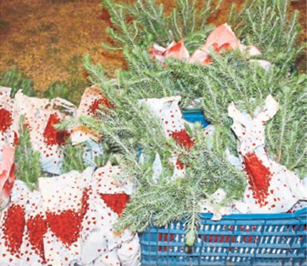 Manisa’da çevreci düğün: Herkese fidan hediye edildi