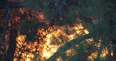 İzmir Foça'daki orman yangını kontrol altına alındı! 