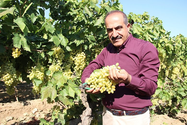 Tropikal meyve ihracatı 11 milyon dolara ulaştı