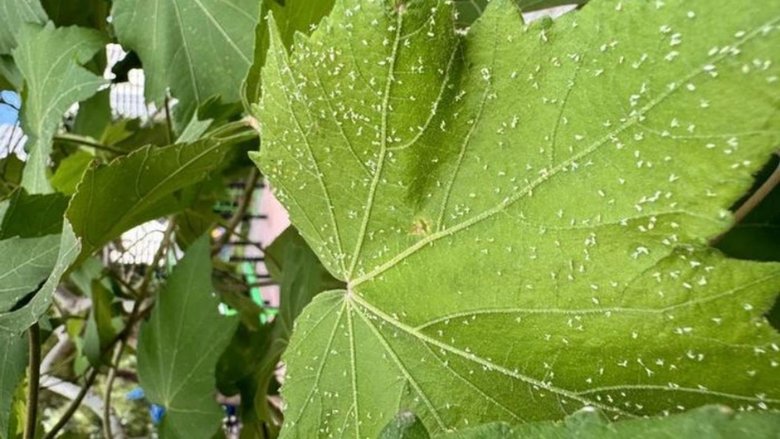 İzmirliye çile oldu! Beyaz sineklerden ne zaman kurtulacağız? Uzmanı tarih verdi