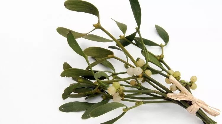 Ökse otu faydaları nelerdir, ne işe yarar?