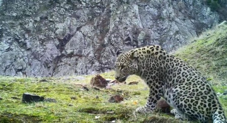 Fotokapana yakalanmıştı: Anadolu Parsı Aydın’da aranıyor!
