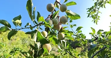 138 yıllık bir meyve! Hastalar bu eriği arıyor!