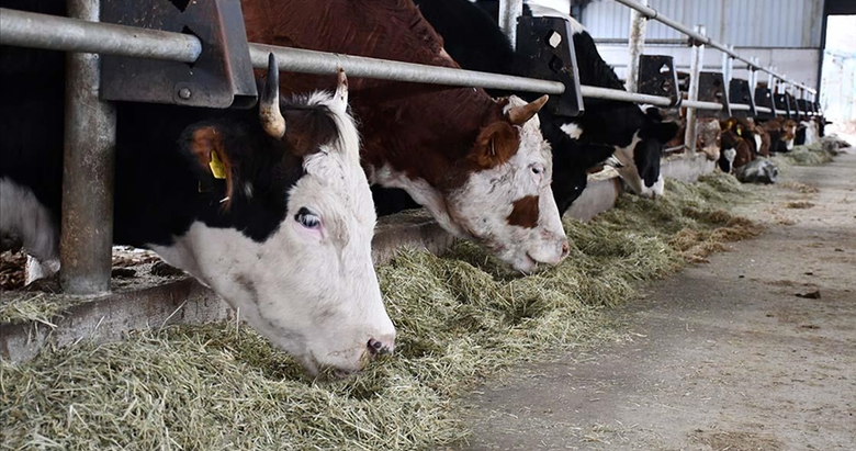 TÜİK verileri açıklandı! Büyükbaş ve küçükbaş hayvan sayısında artış