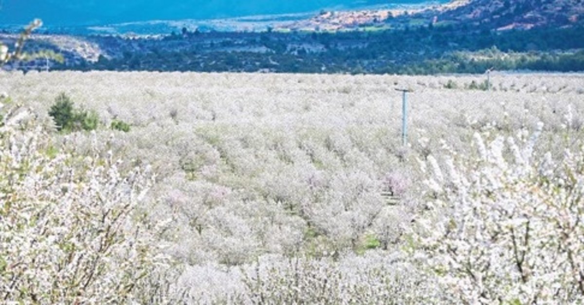 Bademde yüksek verim bekleniyor