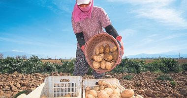 Ödemiş’te patates mesaisi