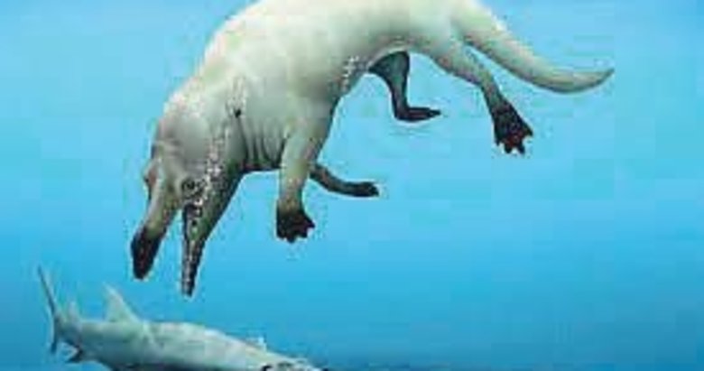 43 milyon yıllık dört ayaklı balina fosili kesfedildi