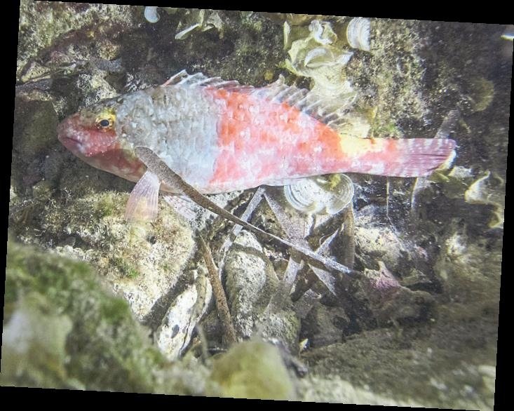 Karaburun’da gece dalışı