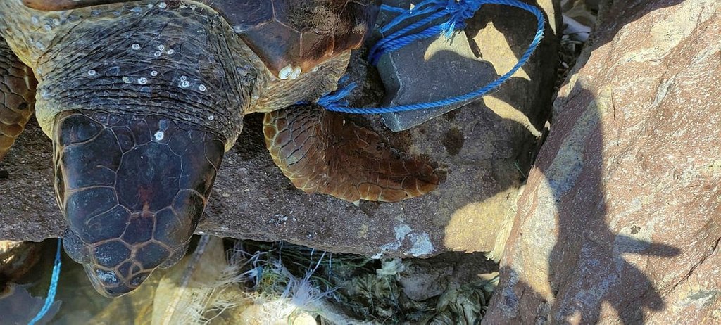 Çanakkale’de koluna parke taşı bağlamış kaplumbağa bulundu