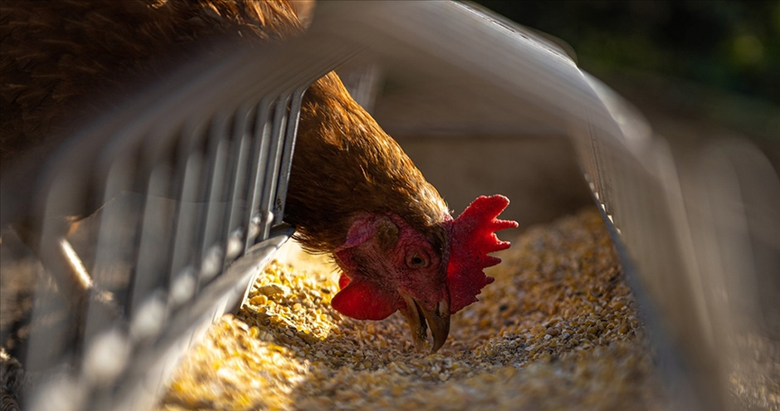 Yumurtacı tavukların kafes standartları değiştirildi