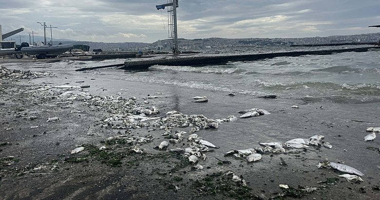 Körfez krizine bilimsel destek