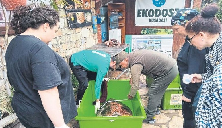 Helios mucizesi! İki yıldır bitkisel hayatta olan kaplumbağa yaşama döndürüldü