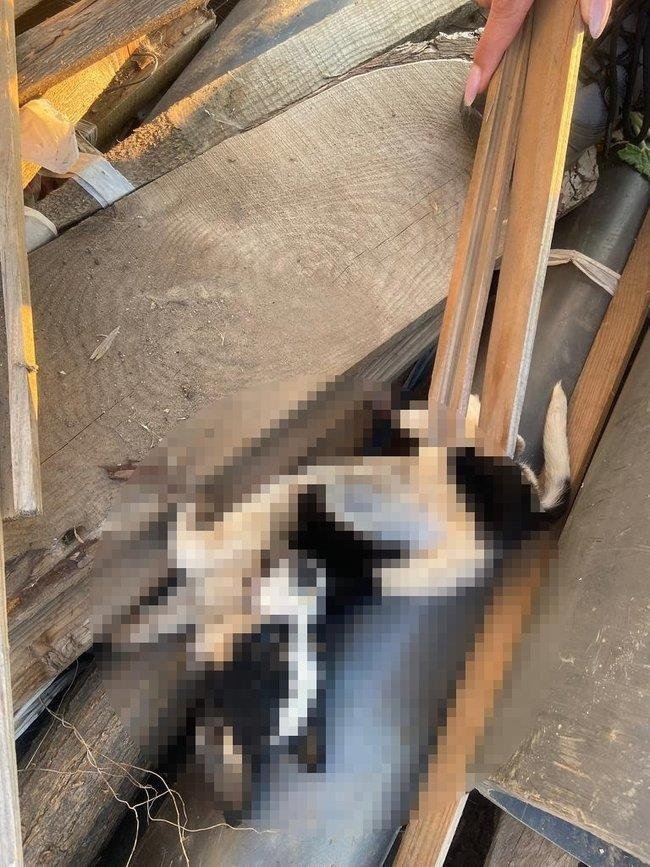 Çanakkale’de vahşet! Barınaktaki köpekler açlıktan birbirlerini yedi