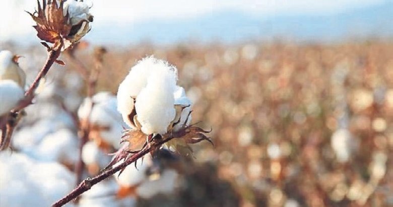 Tekstil sektörü doğal pamuğa yöneldi