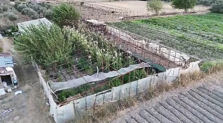 İzmir’de uyuşturucu operasyonu! Tarladaki yasa dışı ekim son buldu
