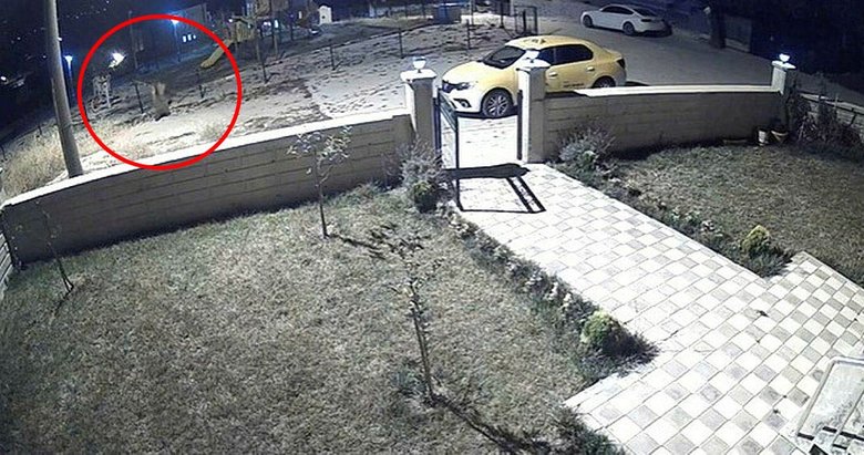 Parkta oturan gençleri ayı kovaladı! Ege’nin o ilçesinde ’dikkatli olun’ uyarısı